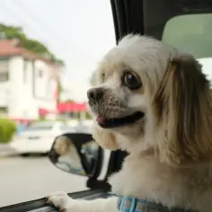 Piesek z zaciekawieniem wygląda przez okno samochodu, gotowy na przygodę z uber pets.