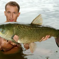 Mężczyzna trzyma w wodzie dużego amura.