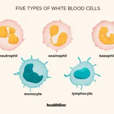 Ilustracja przedstawia pięć typów wbc: neutrofil, eozynofil, bazofil, monocyt i limfocyt.