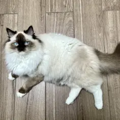 Ragdoll z niebieskimi oczami leży na drewnianej podłodze.