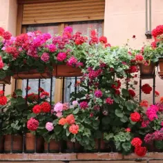 Z czym łączyć pelargonie na balkon, aby stworzyć piękne kompozycje?
