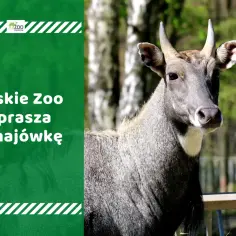Śląskie ZOO 2026: Cennik, godziny, dojazd zaplanuj idealną wizytę!