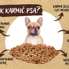 Pies po skręcie żołądka: Jak karmić, by uniknąć nawrotu?