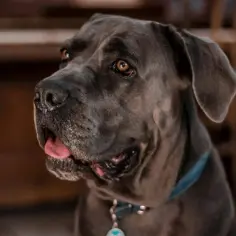 Portret potężnego cane corso z błyszczącymi oczami, gotowego na swoją ulubioną karmę dla cane corso.