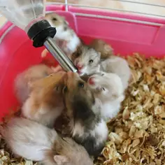 Małe chomiki uczą się, jak założyć poidełko dla chomika, pijąc wodę z butelki w różowej klatce.