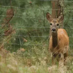 Ogrodzenie na sarny: Jakie wybrać i jak zamontować?