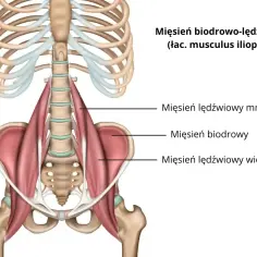 Anatomia mięśnia biodrowo-lędźwiowego, kluczowego dla ruchu, z zaznaczonymi punktami spustowymi.