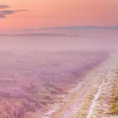 Mglista ścieżka przez wrzosowiska o wschodzie słońca. To jak podróż w głąb siebie, odkrywanie, co to jest życie duchowe.