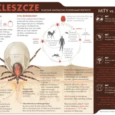 Kleszcze aktywne zimą? Obalamy mit i radzimy, jak się chronić
