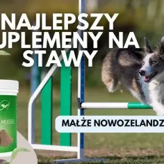 Co na stawy dla psa – skuteczne suplementy i porady dla zdrowia stawów