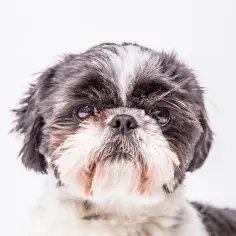 Shih tzu: Problemy z oczami? Zatkane kanaliki jak pomóc?
