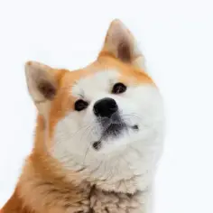 Akita inu pies czy suka - które zwierzę lepiej pasuje do Ciebie?