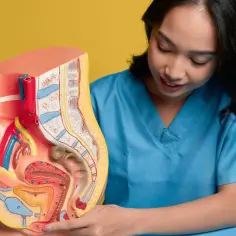 Model anatomiczny układu rozrodczego kobiety. Lekarka wskazuje na budowę narządów, omawiając np. pieczenie warg sromowych.