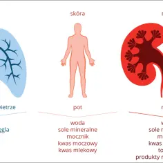 Ilustracja przedstawia płuca, skórę i nerki, pokazując ich rolę w układzie oddechowym i wydalniczym.