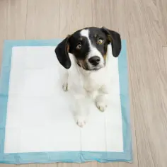 Uroczy piesek siedzi na macie treningowej, ucząc się jak nauczyć psa sikać w wyznaczonym miejscu.