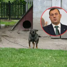 Pies na łańcuchu obok budy, w tle mężczyzna w garniturze. Czy to zapowiedź dofinansowania na założenie hodowli psów?