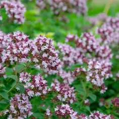Oregano z czym sadzić – najlepsze rośliny do uprawy obok oregano