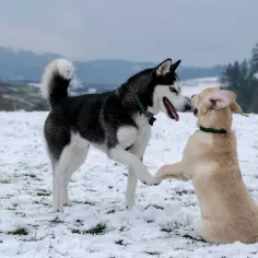 Malamute i husky bawią się na śniegu. Młody piesek podaje łapę większemu, który odwzajemnia gest.
