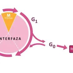 Cykl komórkowy: interfaza (G1, S, G2) i faza M (podział). Komórki mogą wejść w fazę G0 (różnicowanie).