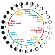 Księżycowy kalendarz brań pokazuje fazy księżyca i ich wpływ na brania. Najlepsze brania przypadają na pełnię i nów.