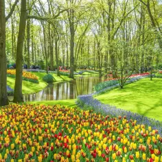 Keukenhof: najlepszy czas na wizytę i kwitnące tulipany