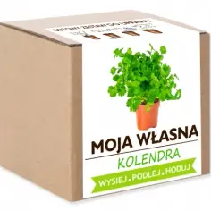 Gdzie kupić kolendrę w doniczce? Sprawdź najlepsze miejsca i ceny