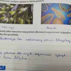 Jakie znaczenie mają protisty dla organizmów w Bałtyku i ich ekosystemu