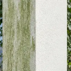 Zielony nalot na elewacji, który pojawił się po zimie, kontrastuje z czystą, białą powierzchnią.