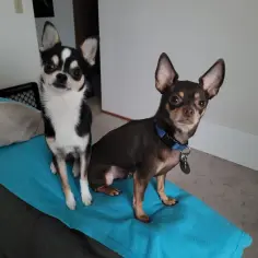 Dwa urocze psy, ratlerek i chihuahua, siedzą na kanapie. Jeden czarno-biały, drugi brązowy.