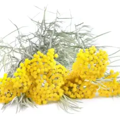 Kocanka włoska do rosołu, z jej drobnymi, żółtymi kwiatkami i srebrzystymi liśćmi, dodaje aromatu i koloru.