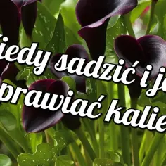 Kiedy sadzić kalie ogrodowe? Idealne terminy i warunki uprawy