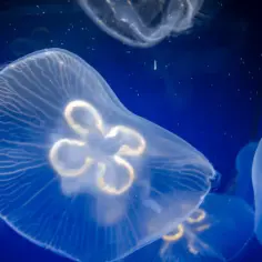 Kilka przezroczystych meduz pływających w ciemnoniebieskiej wodzie.