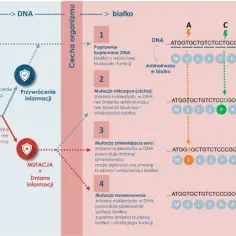 Biologia molekularna wyjaśnia, jak mutacje DNA wpływają na białka, np. hemoglobinę, prowadząc do zmian cech organizmu.
