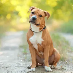 Siedzący na ścieżce pies rasy amstaff, z przyjaznym spojrzeniem. Czy amstaff jest agresywny? Ten pies wygląda na łagodnego towarzysza.