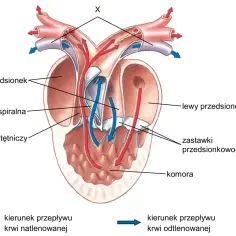 Schemat budowa serca: prawy i lewy przedsionek, komora, zastawki, stożek tętniczy. Strzałki pokazują kierunek przepływu krwi natlenowanej (czerwone) i odtlenowanej (niebieskie).