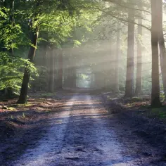 Leśna ścieżka w słońcu, idealna na spacer. Może posłużyć jako inspiracja do wniosku o drogę dojazdową wzór.