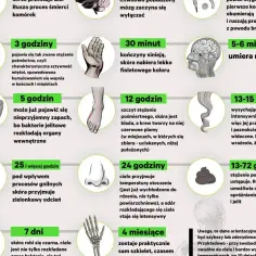 Ilustracja przedstawia etapy rozkładu ciała po śmierci, od pierwszych minut do miesięcy. Widać tu m.in. procesy gnilne, stężenie pośmiertne i zmiany skórne, które są częścią tego, co dzieje się w prosektorium.