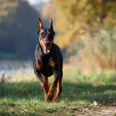 Doberman z naturalnymi uszami biegnie przez trawiasty teren, z rozmazanym tłem jesiennego parku.