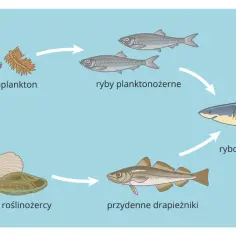 Ilustracja przedstawia cykl życia ryb: od fitoplanktonu, przez zooplankton, ryby planktonożerne, rybożerne drapieżniki, po ryby przydenne.