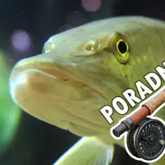 Jaka wędka muchowa na początek, aby uniknąć frustracji i złowić ryby?