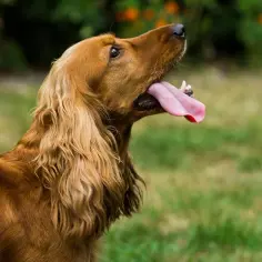 Cocker spaniel czy gubi sierść? Oto co musisz wiedzieć o linieniu