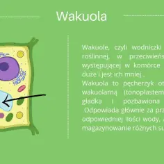 Co to jest komórka roślinna? Kluczowe informacje i ciekawostki