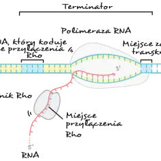Proces transkrypcji: polimeraza RNA tworzy nić mRNA (różową) na matrycy DNA (żółtej i niebieskiej).