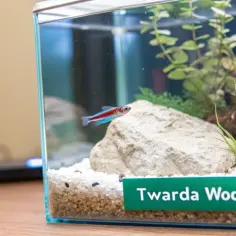Mały neonka pływa w akwarium z kamieniem i roślinami. Zielona tabliczka informuje: "Twarda Woda", sugerując potrzebę obniżenia twardości wody w akwarium.