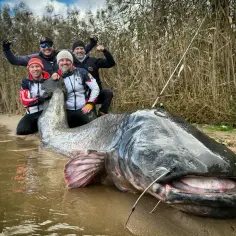 Czterech wędkarzy z dumą prezentuje gigantycznego suma złowionego na Zalewie Rybnickim. Te imponujące ryby to prawdziwy skarb tego miejsca.