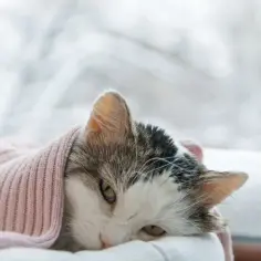 Chory kot zawinięty w różowy sweter, leżący przy oknie.