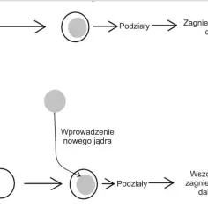 Schemat przedstawia powstawanie zygoty z komórki haploidalnej i plemnika, a następnie jej podziały i rozwój. Pokazano też proces tworzenia komórki diploidalnej z usunięciem jądra i wprowadzeniem nowego.