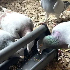 Gołębie zimą znajdują schronienie i pożywienie w gołębnikach. Kilka ptaków pochyla się nad karmidłem, jedząc ziarna.