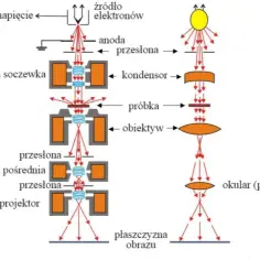 Co to jest SEM w chemii? Definicja, zastosowania i przykłady mikroskopii elektronowej