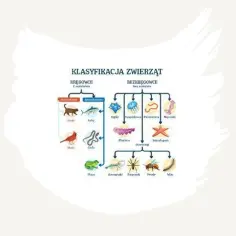 Systematyka zwierząt tabela: kręgowce (ssaki, ryby, ptaki, gady, płazy) i bezkręgowce (parzydełkowce, mięczaki, stawonogi, robaki, skorupiaki, pajęczaki, owady, nicienie).